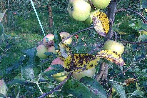 Apfel Marsonnia