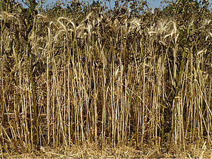 Die Halme der Ackerbohne-Triticale-Mischung.