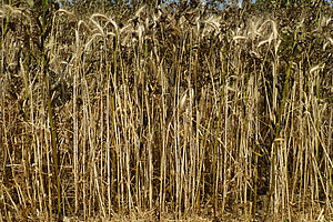 Die Halme der Ackerbohne-Triticale-Mischung.