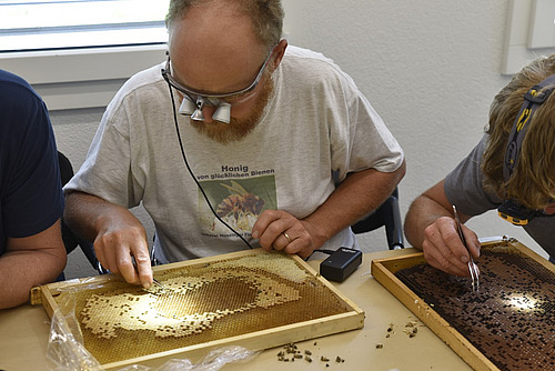 Ein Mann mit einer Lupenbrille hantiert mit einer Pinzette an einer Bienenwabe.