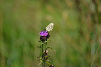 Schmetterling auf einer Distel.