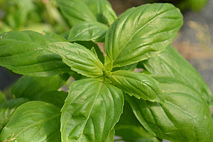 Nahaufnahme von Basilikumblättern.
