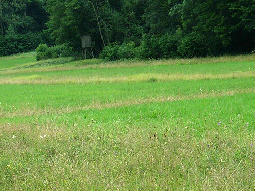 grüne Wiese mit hellen Streifen (Altgrasstreifen)