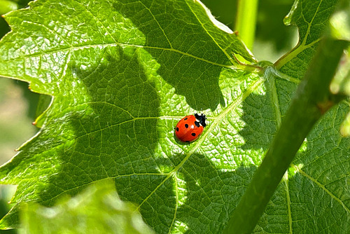 Ein Marienkäfer auf einem Rebenblatt in der Sonne.