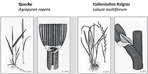 Quecke und italienischer Raigras im Vergleich.