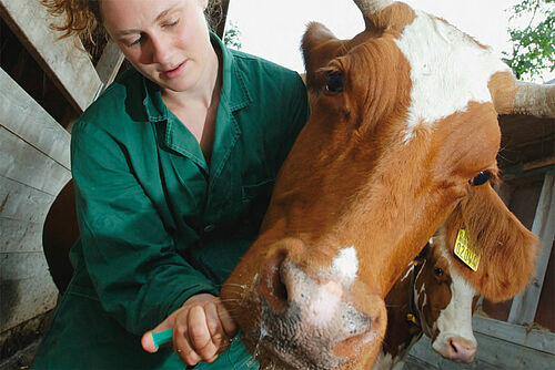 Tierärztin gibt Kuh Medikament ins Maul