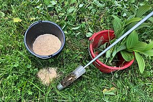 ausgestochen Germer-Pflanze, daneben ein Stecheisen, ein Kübel mit Sägemehl und ein mit Sägemehl gefülltes Loch