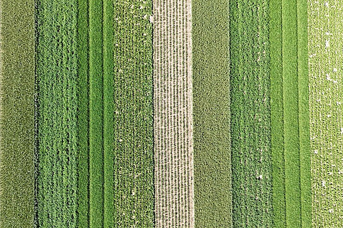 Luftaufnahme eines Ackers mit parallel angelegten Streifen unterschiedlicher Kulturen. Die Aufnahme veranschaulicht den Streifenanbau, bei dem verschiedene Kulturen auf demselben Feld nebeneinander wachsen, um Krankheiten zu reduzieren und die Biodiversität zu fördern.