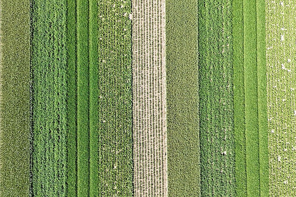 Luftaufnahme eines Ackers mit parallel angelegten Streifen unterschiedlicher Kulturen. Die Aufnahme veranschaulicht den Streifenanbau, bei dem verschiedene Kulturen auf demselben Feld nebeneinander wachsen, um Krankheiten zu reduzieren und die Biodiversität zu fördern.