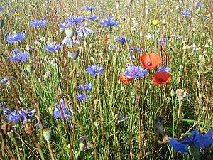 Buntbrache mit blühendem Mohn und blühenden Kornblumen