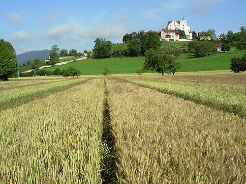 fast reife Streifen des Weizesortenversuchs vor dem Schloss Wildegg