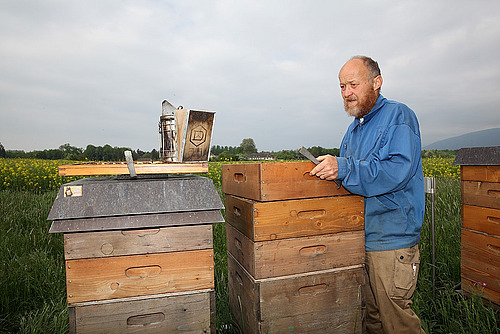 Eim Imker steht zwischen hölzernen Bienenstöcken neben einem Rapsfeld.