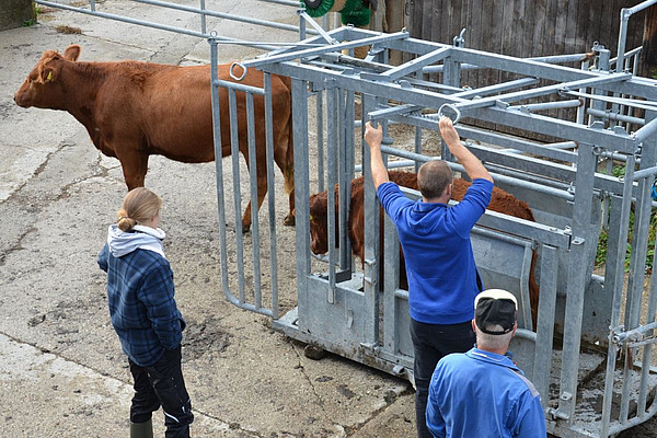 Jungrind wird auf dem Betrieb durch einen Treibgang in einen Behandlungsstand geführt. Solches Training nach den Grundsätzen von Low Stress Stockmanship soll Tiere auf spätere Abläufe im Schlachthof vorbereiten und ihren Stress reduzieren.