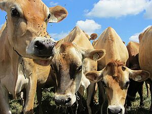 Kühe auf der Weide mit Fliegen auf dem Nasenrücken