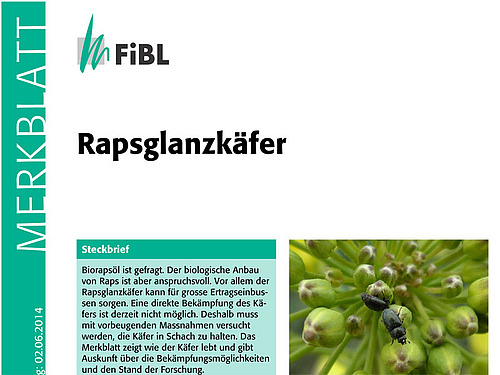 Titelseite des Merkblattes Rapsglanzkäfer