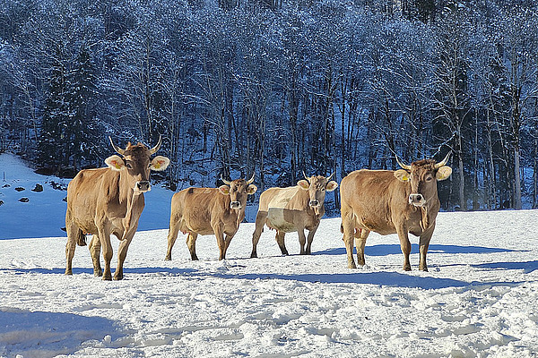 Vier braune Kühe mit Hörnern im Schnee. 