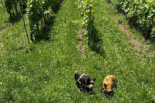 Zwei gefleckte Kunekuneschweine stehen in einem Rebberg.