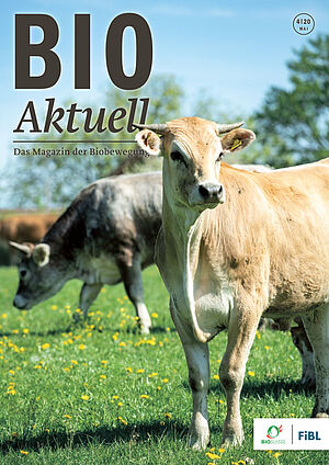 Titelseite Bioaktuell 4|2020, zwei Mastrinder stehen auf einer Wiese mit Löwenzahn