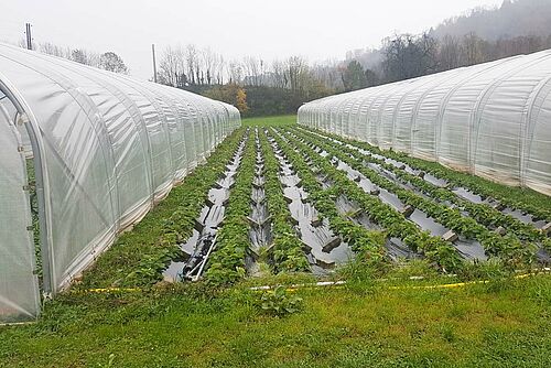 Erdeerstauden zwischen zwei Plastik-Hochtunneln