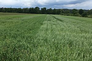 Streifen mit verschiedenen Dinkelsorten im Feld