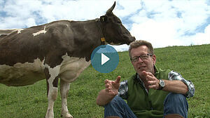 Tierarzt sitzt vor Kuh und gibt Erläuterungen