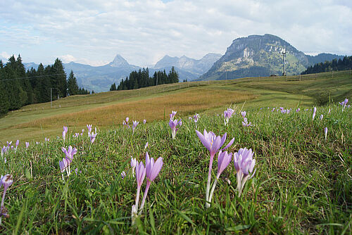 Herbstzeitlosen in Blüte