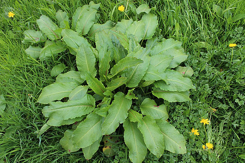 Blattrosette der breitblättrigen Ampfer.