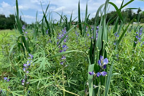 Feld mit blauen Blüten und grünen, fingerförmigen Blättern der Lupine, dazwischen Gerstenhalme.