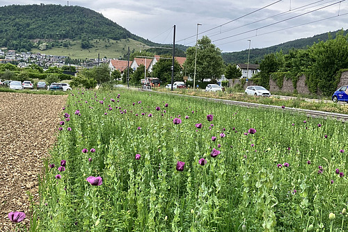 Ein schmales Feld mit violetten Blüten, direkt an einer Bahnlinie gelegen