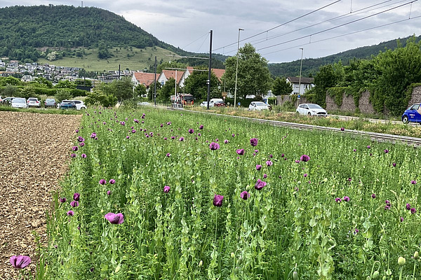 Ein schmales Feld mit violetten Blüten, direkt an einer Bahnlinie gelegen
