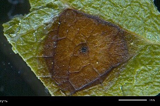 Nahaufnahme einer einzelnen Nekrose mit einem Fruchtkörper (Acervuli) in der Mitte. Foto: FiBL