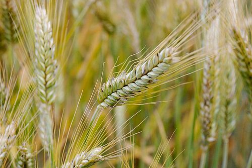 Triticale-Ähren im Feld