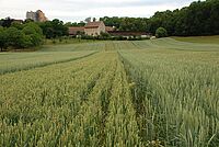 Ein Weizenfeld mit Gebäuden im Hintergrund