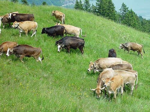 Rinder auf einer Bergweide