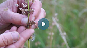 Hand vor Heublumenwiese