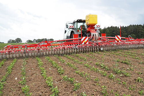 Rollstriegel am Heck eines Traktors beim Striegeln von Bohnen