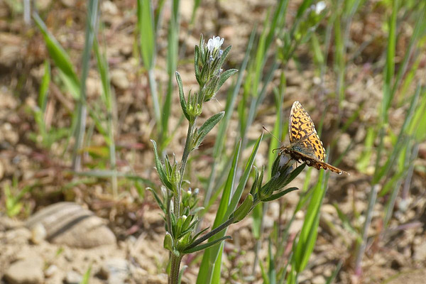 Acker-Steinsame mit Falter.