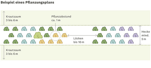 Schema eines Heckenpflanzungsplans.