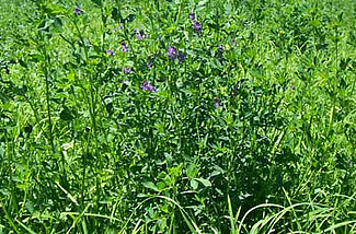 Wiesenpflanzen, davon Luzernepflanzen mit violettfarbigen Blüten im Zentrum