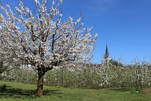Im Vordergrund steht ein blühende Hochstammobstbaum, im Hintergrund ist eine blühende Obstanlage zu sehen. 