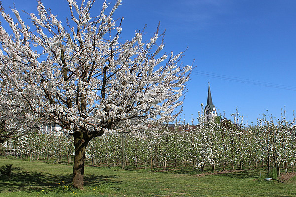 Im Vordergrund steht ein blühende Hochstammobstbaum, im Hintergrund ist eine blühende Obstanlage zu sehen. 
