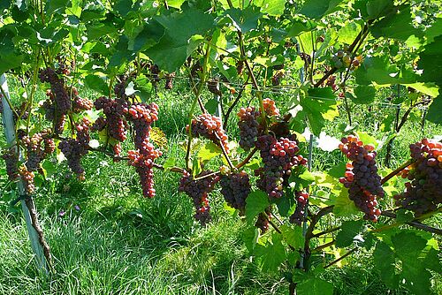 reife, hellrote Trauben an den Rebstöcken