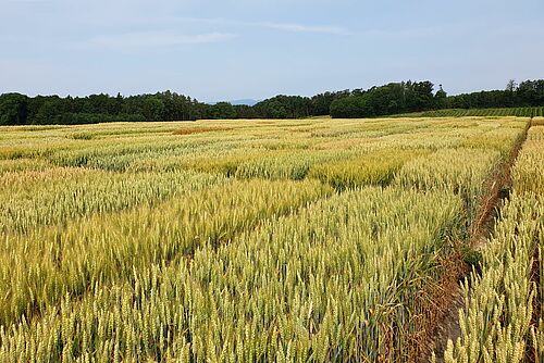 Versuchsparzellen mit reifem Getreide