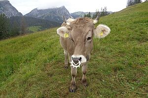 Rind auf Alp mit Saugschnutz