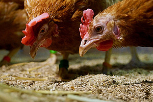 Zwei braun gefiederte Hühner, die im Einstreu picken.
