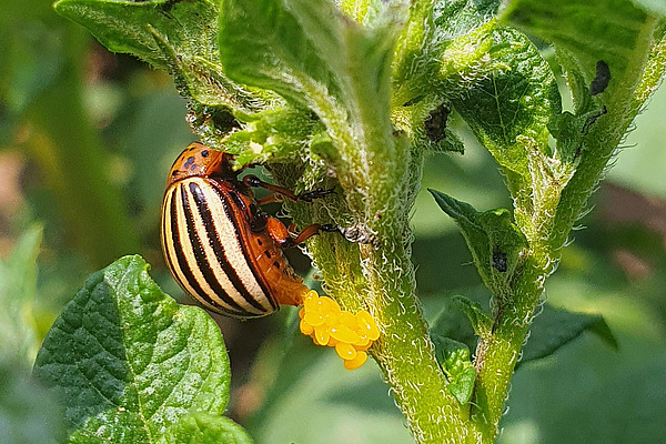 Kartoffelkäfer legt gelbe Eier auf eine Pflanze ab.