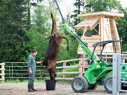 Landwirt bei seinen Mastrindern auf der Weide
6 Rinder stehen ruhig im Auslauf
Mann auf der Kanzel mit Gewehr im Anschlag
Betäubtes Rind am Arm des Hofladers
Betäubtes Tier am Ausblugen, aufgehängt am Arm des Hofladers
Hoflader setzt das tote Tier