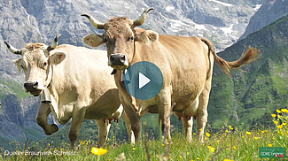 Zwei Braunviehkühe in Bergwelt.