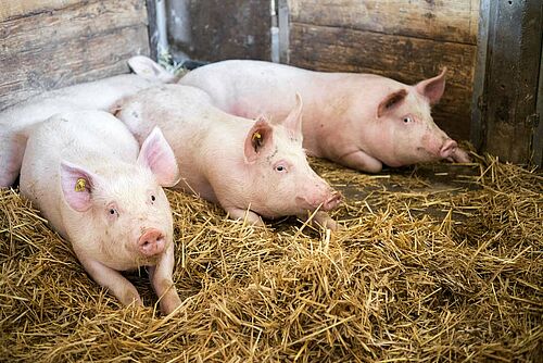 vier Schweine im Stall auf Stroh liegend