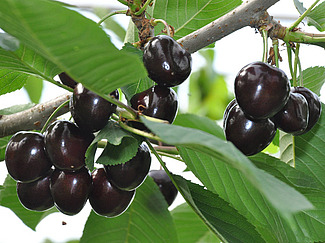 Schwarze Kirschen am Zweig
